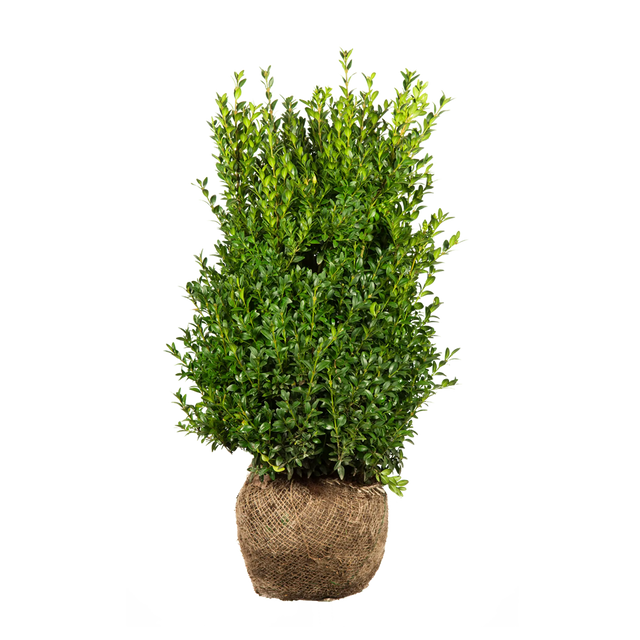 Buxus