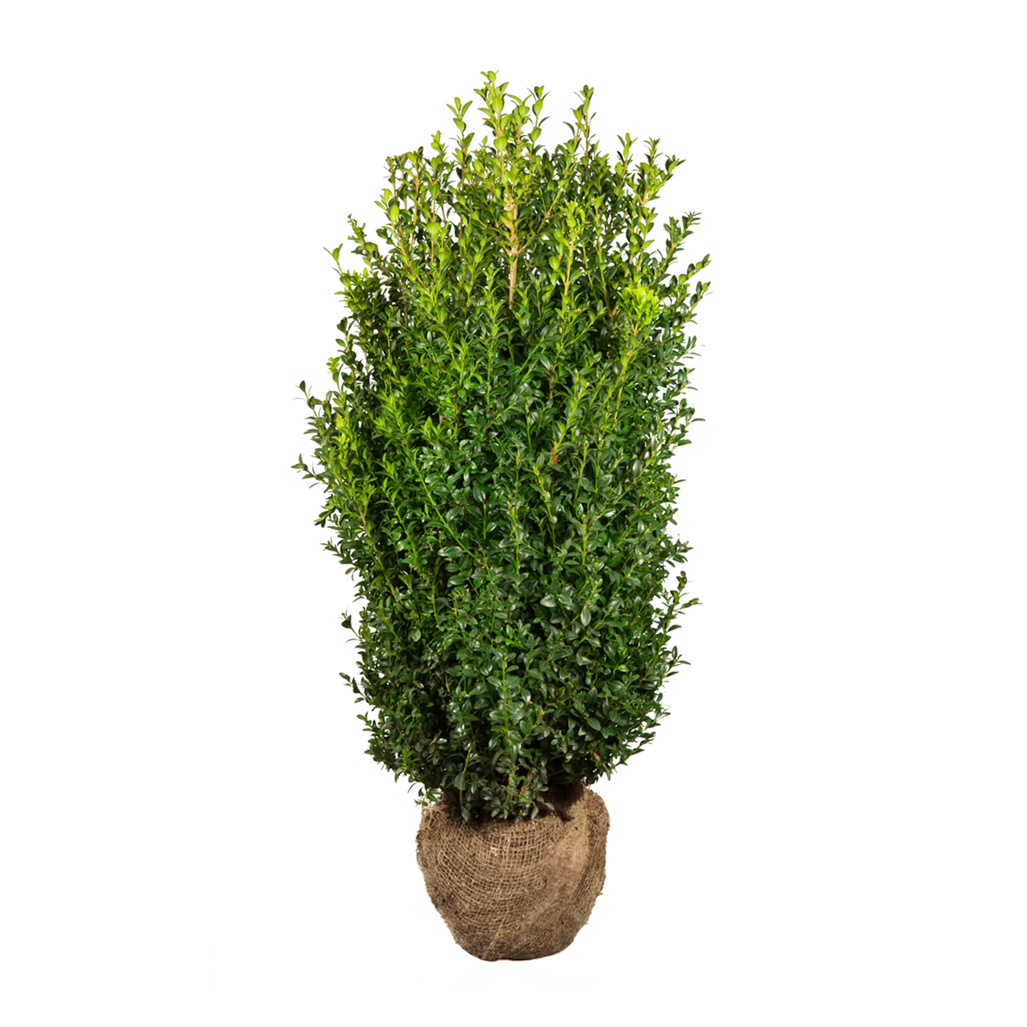 Buxus