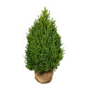 Buxus