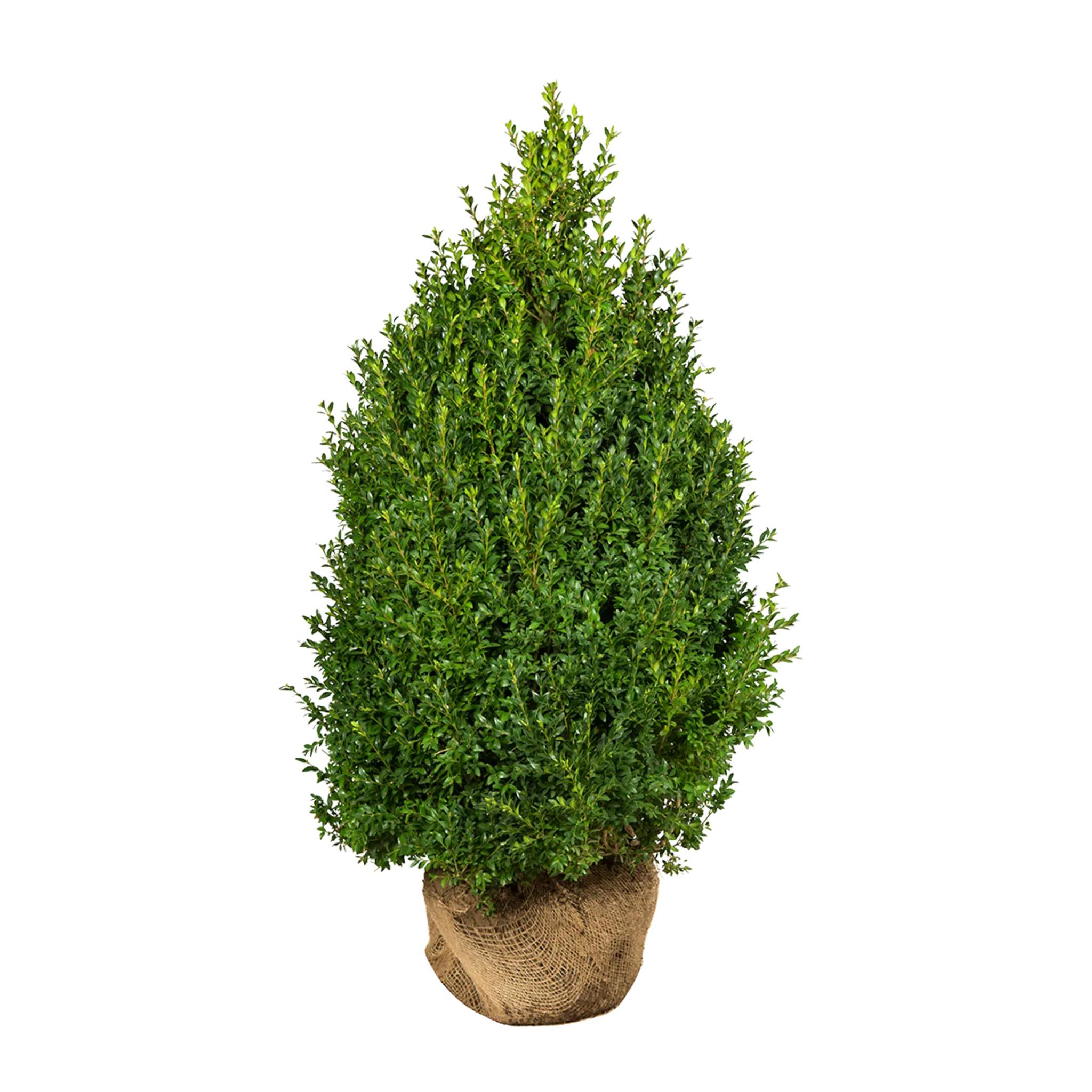 Buxus