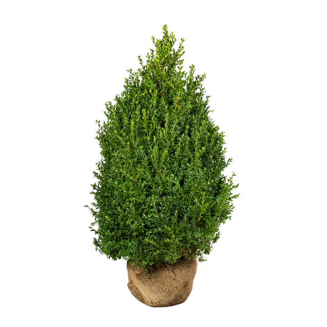 Buxus