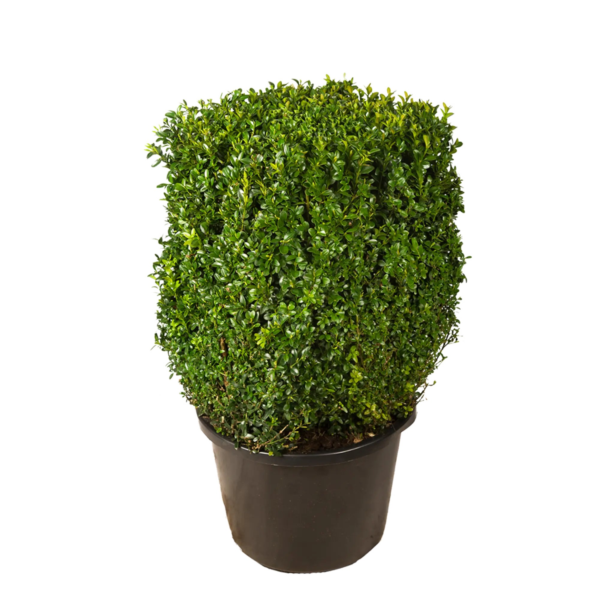 Buxus kubus