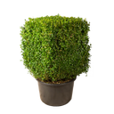 Buxus kubus