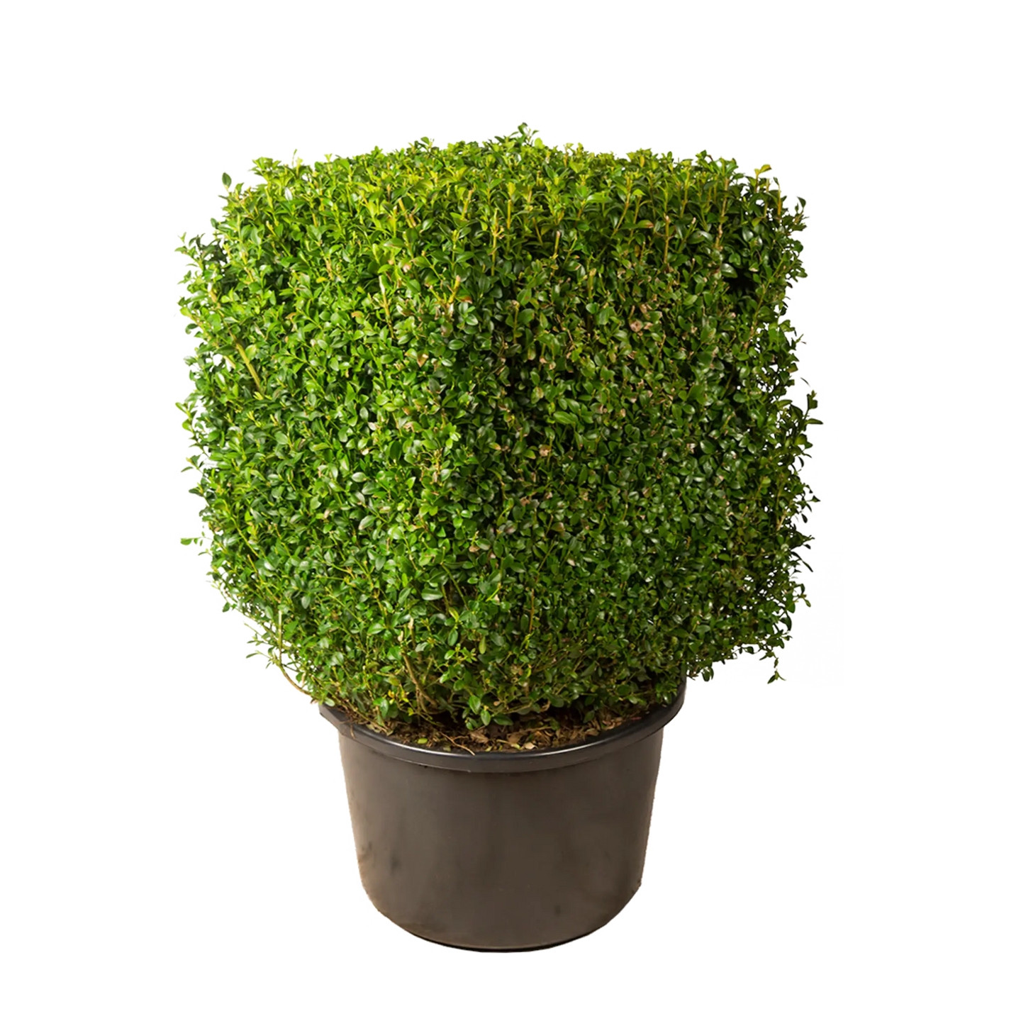 Buxus kubus