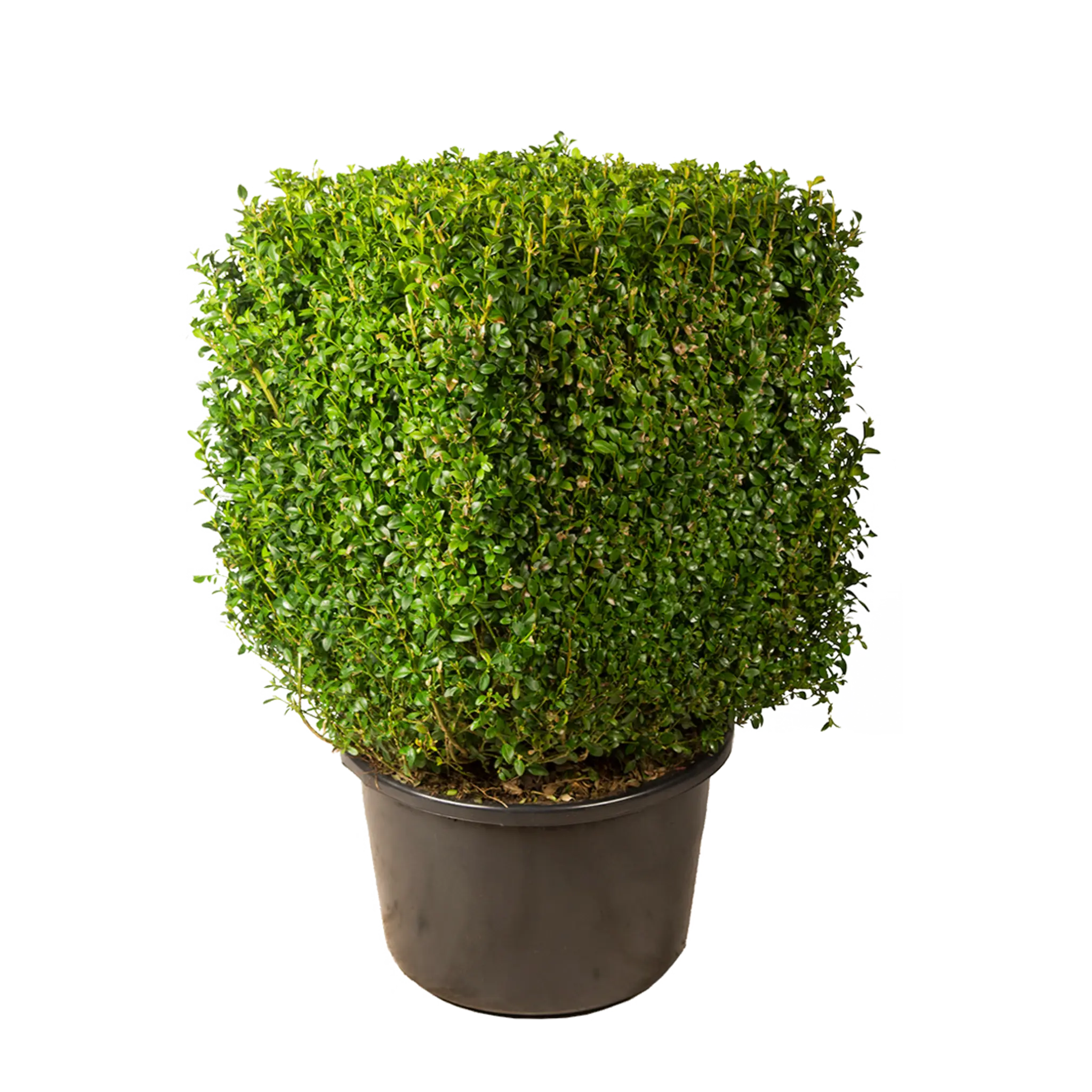 Buxus kubus