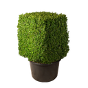 Buxus kubus