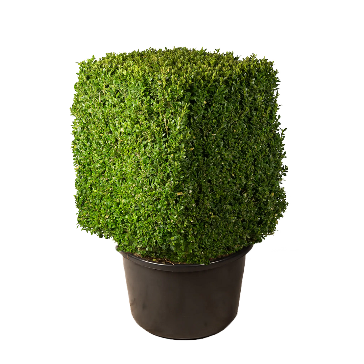 Buxus kubus