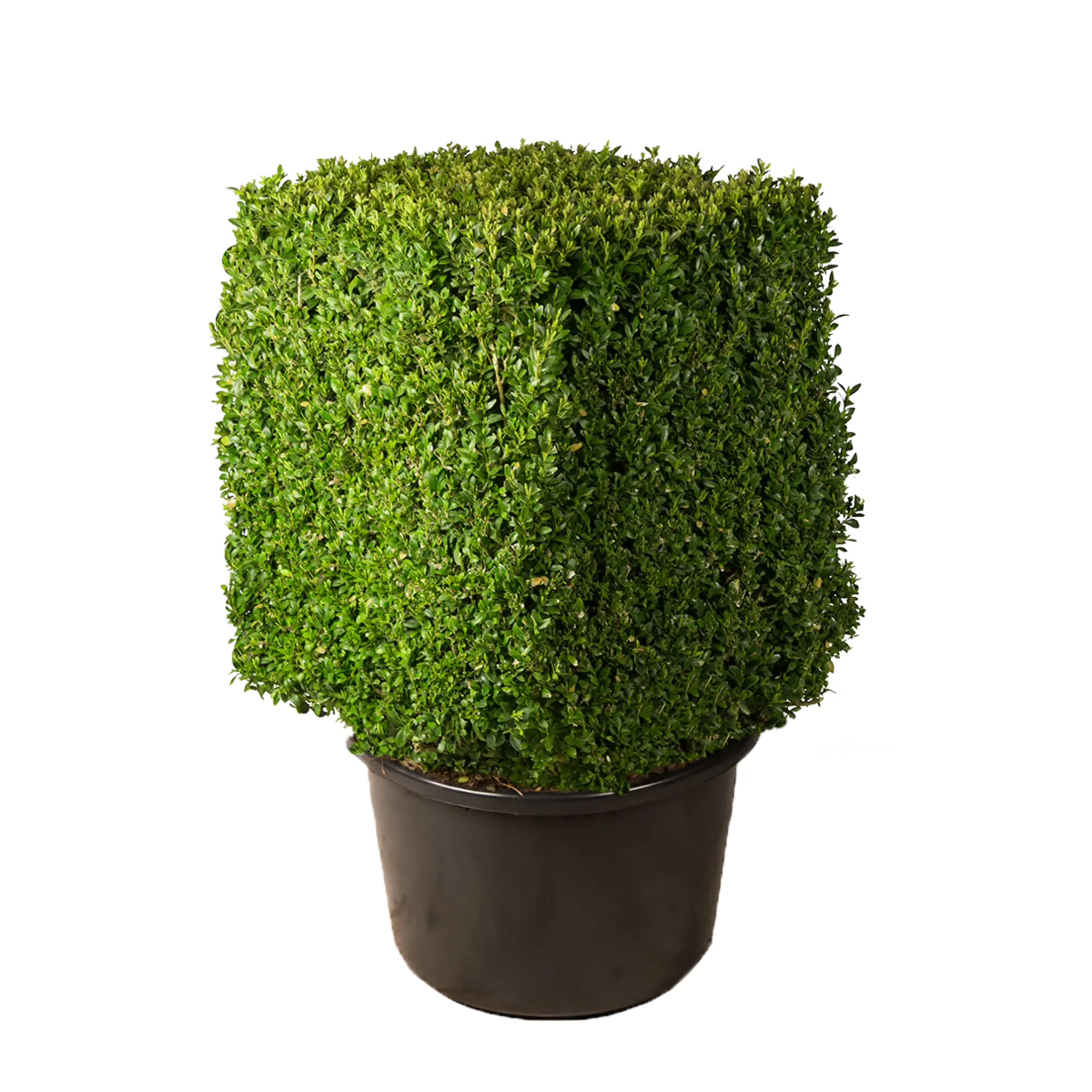 Buxus kubus