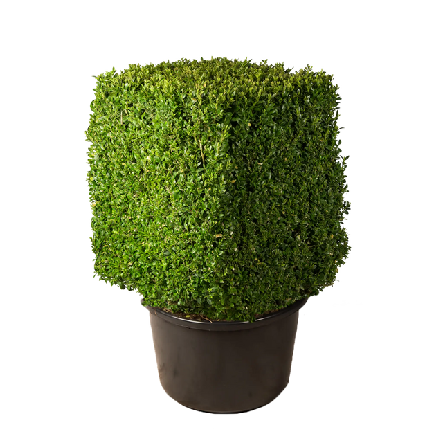 Buxus kubus