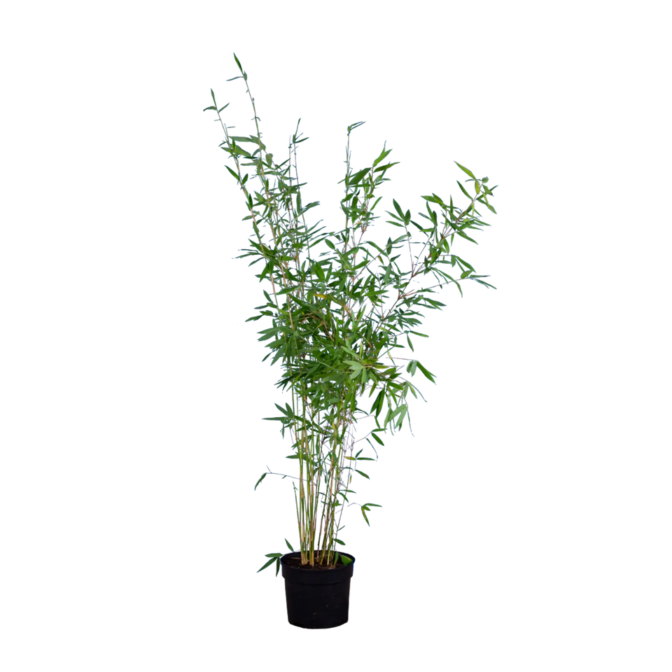 Bamboe Fargesia Nitida