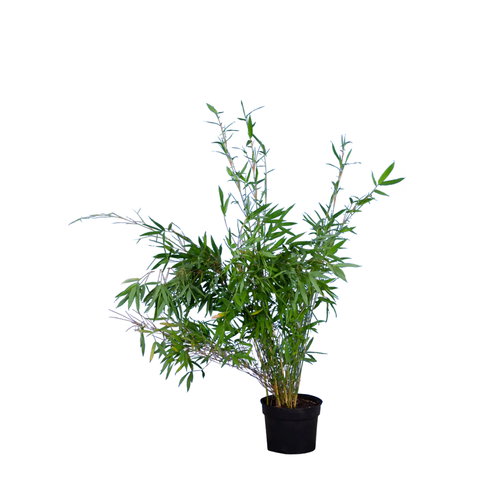Bamboe Fargesia Nitida
