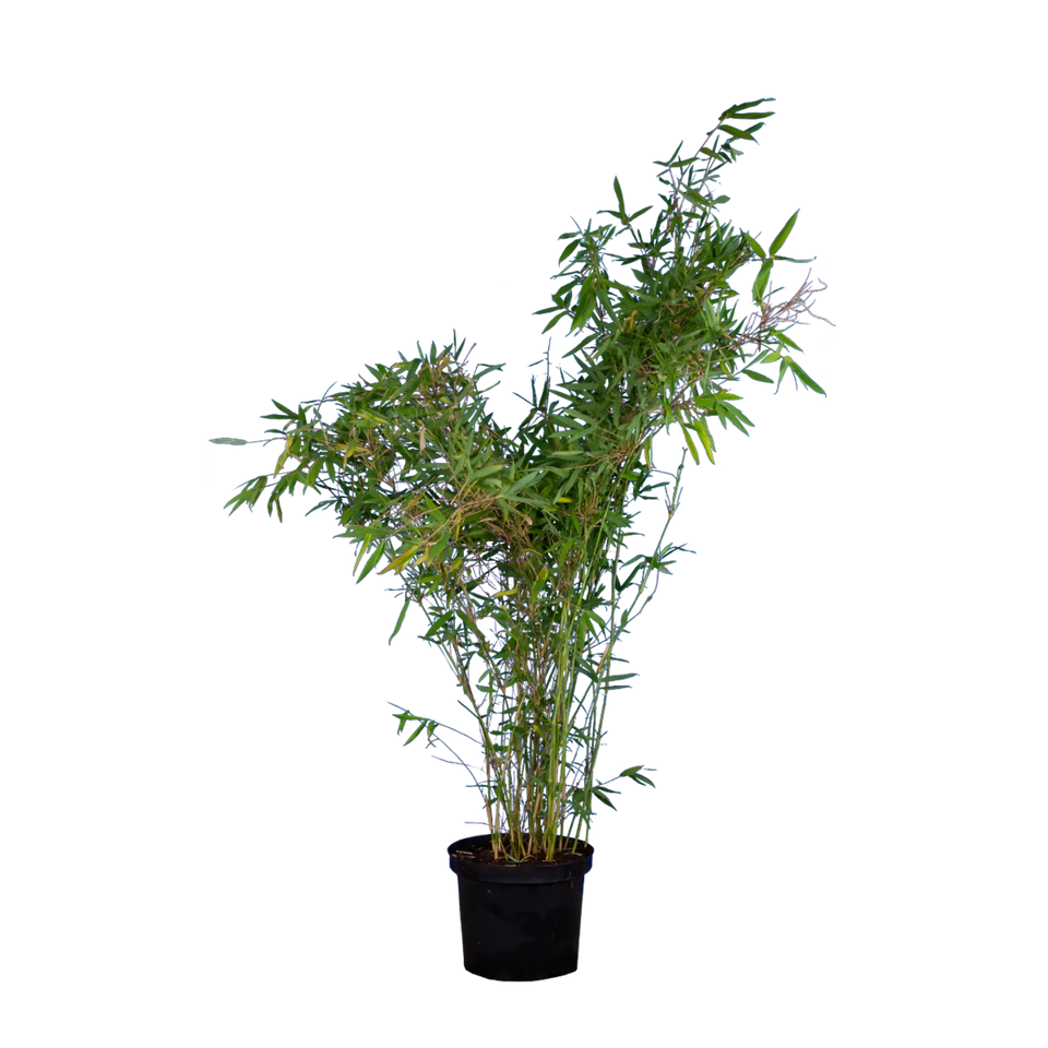 Bamboe Fargesia nitida ‘Winter Joy’