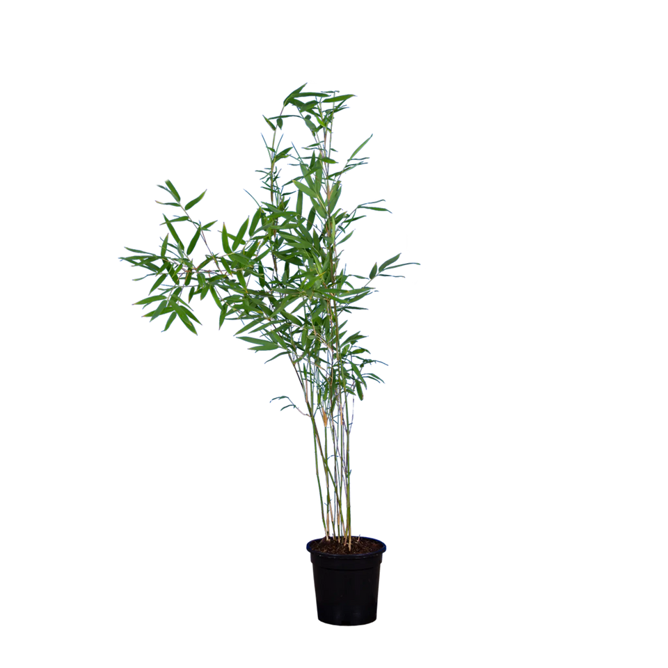 Bamboe Fargesia nitida ‘Winter Joy’