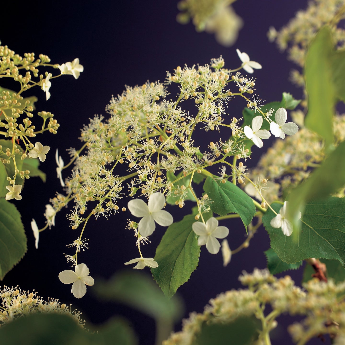 Klimhortensia