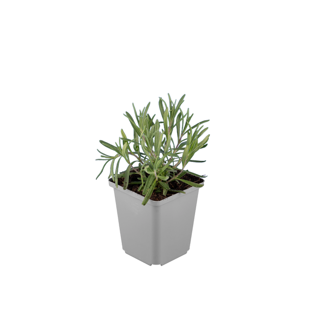 Lavendel Dwarf Blue