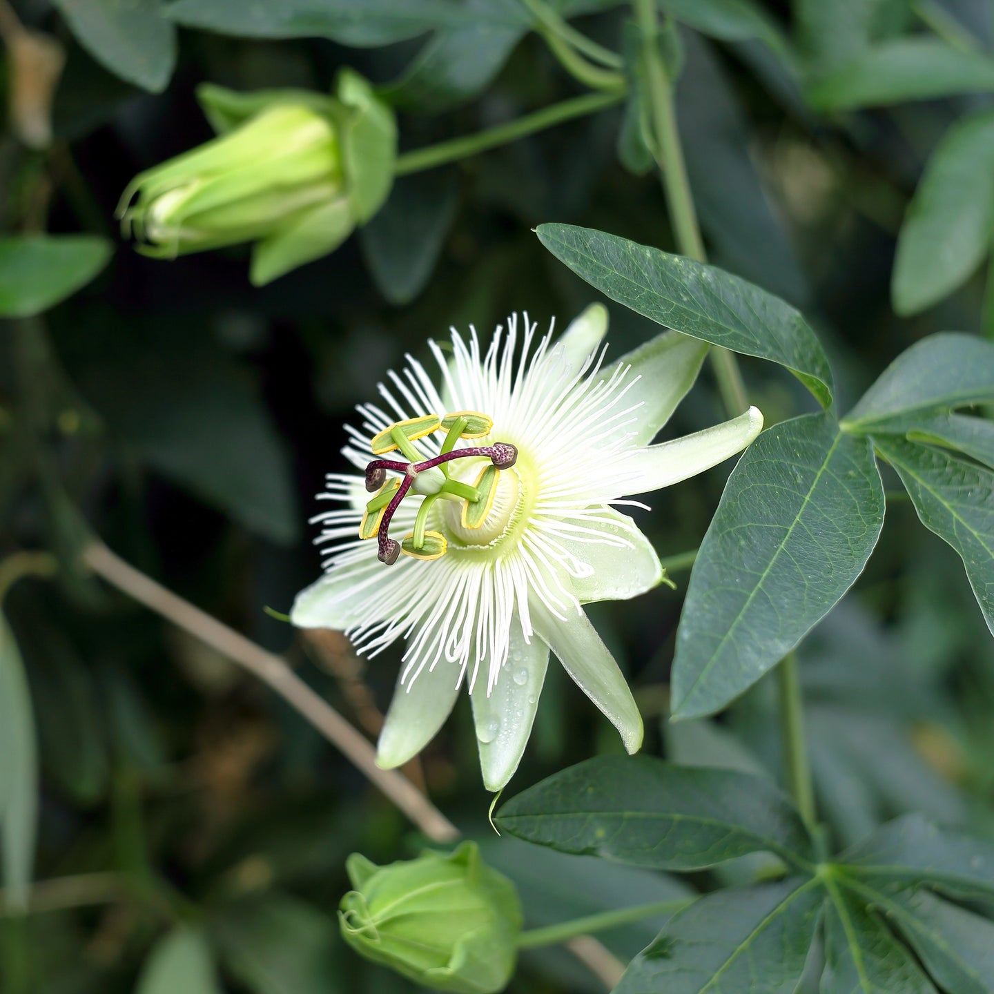 Witte passiebloem