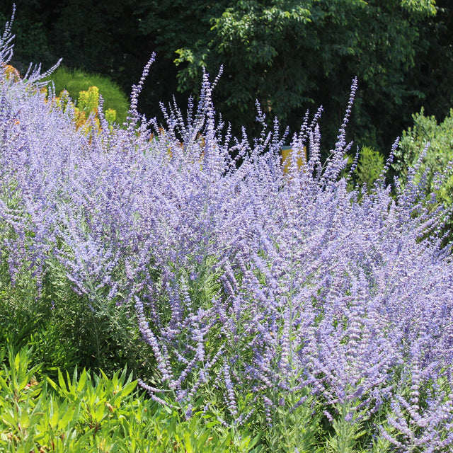 Reuzenlavendel Little Spire