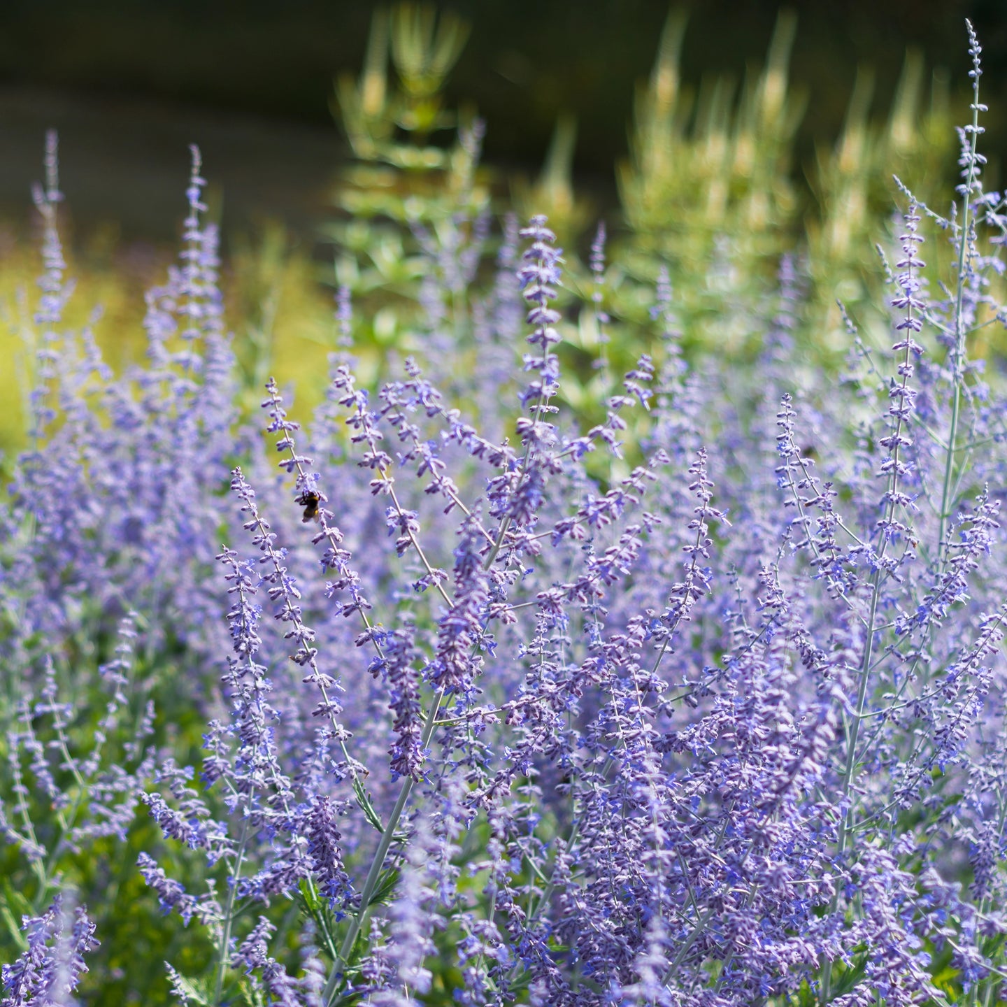 Reuzenlavendel Little Spire