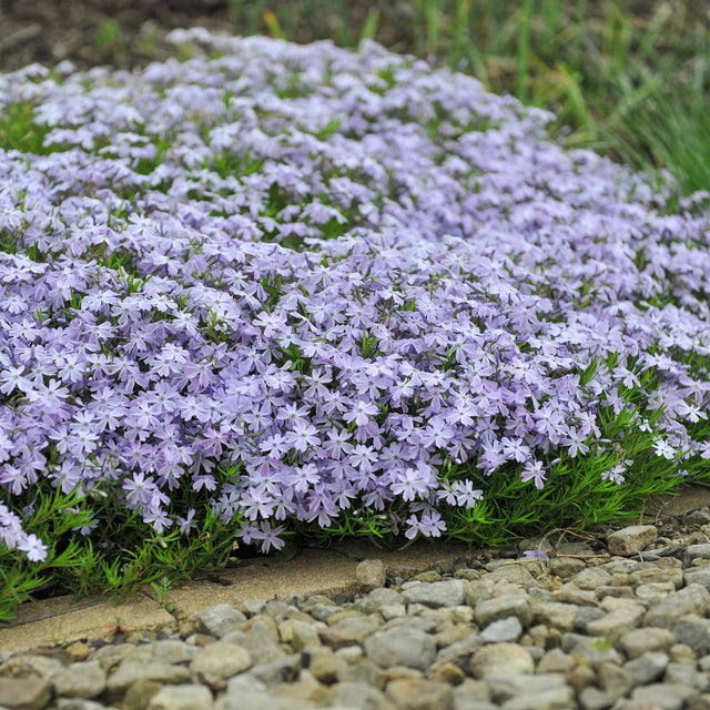 Vlambloem Emerald Cushion Blue