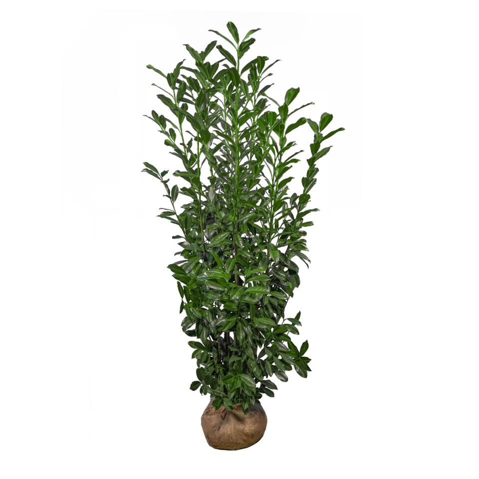 Laurier Elly