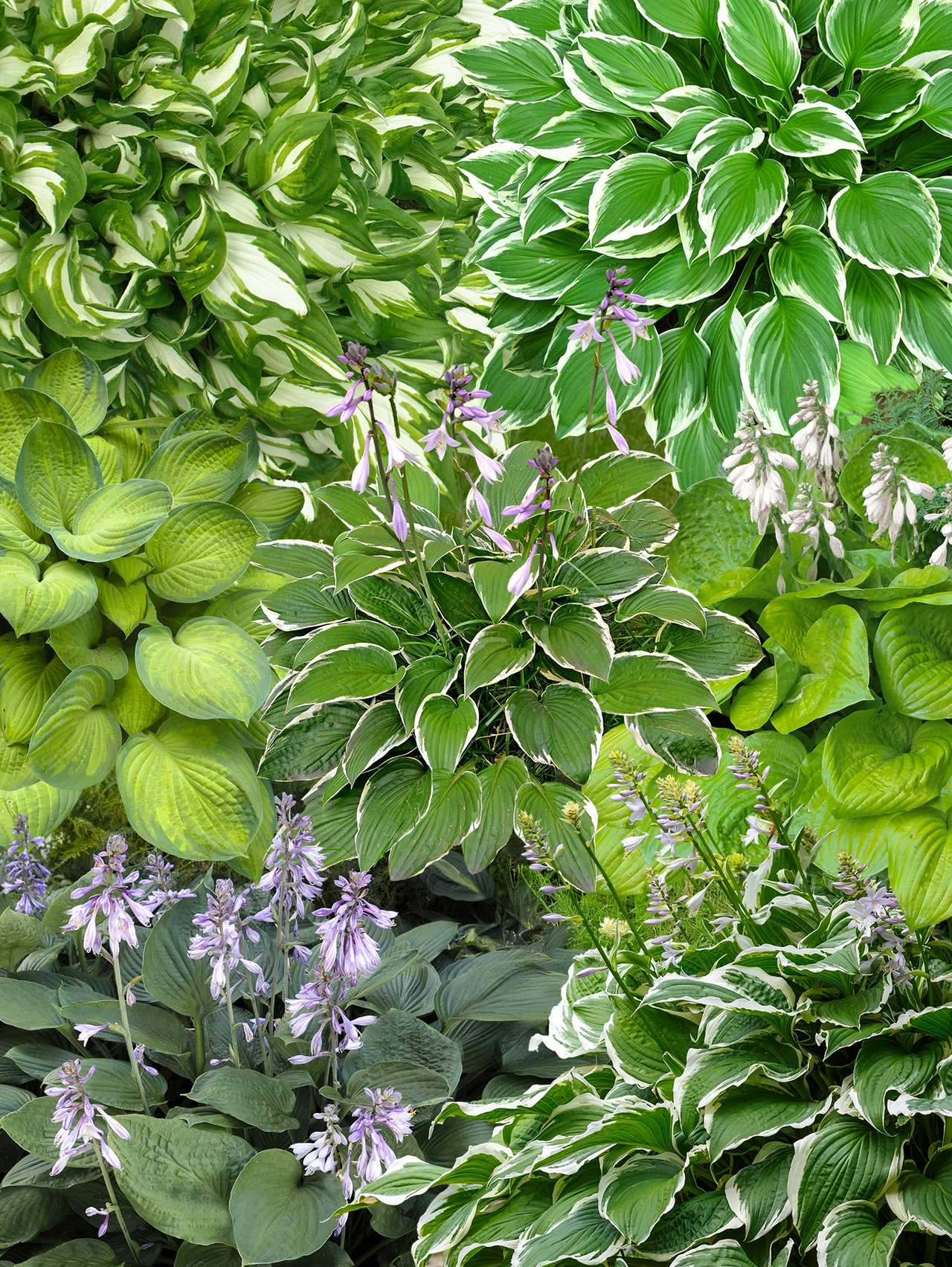 Borderpakket hosta