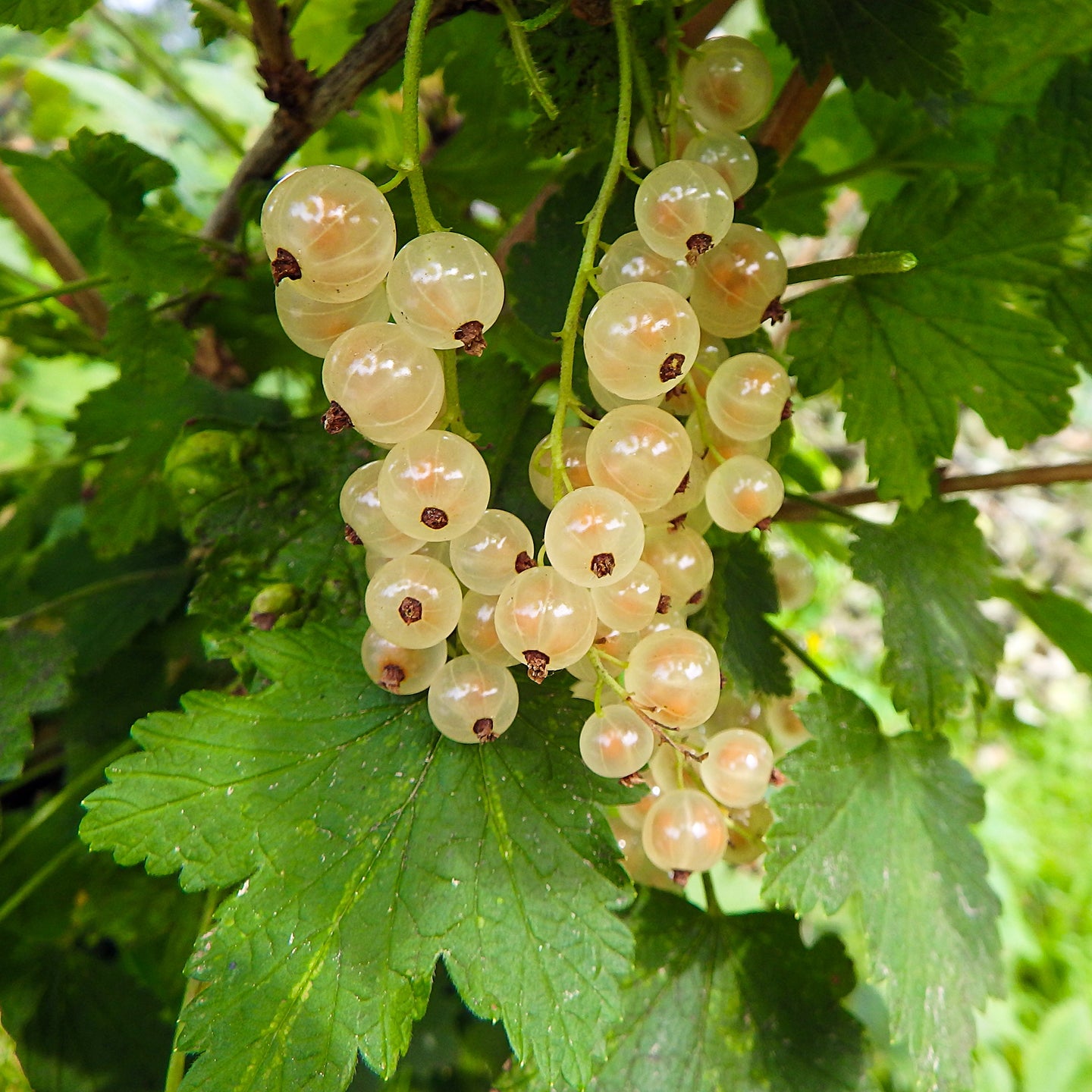 Witte aalbes 'Witte Hollander'