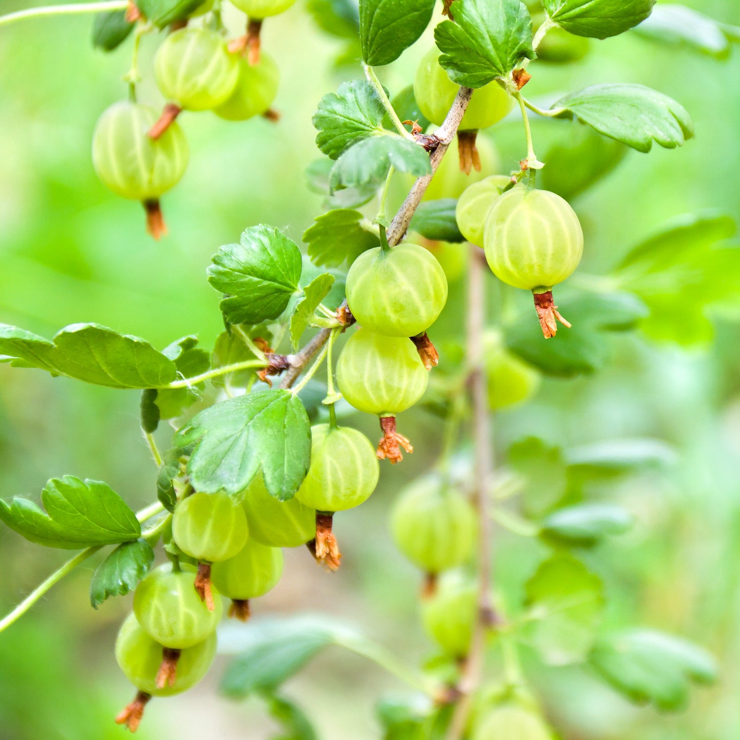 Kruisbes 'Hinnonmaki Groen'