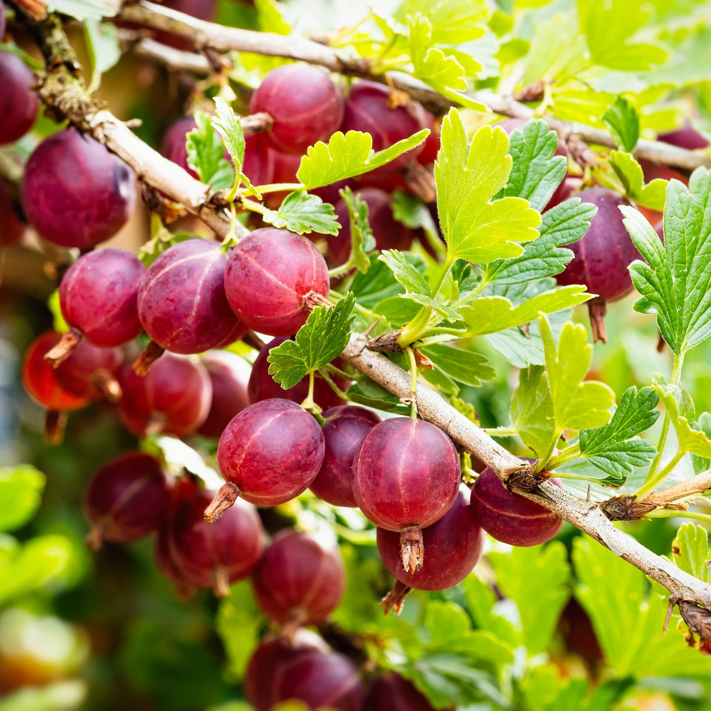 Kruisbes 'Hinnonmaki Rood'