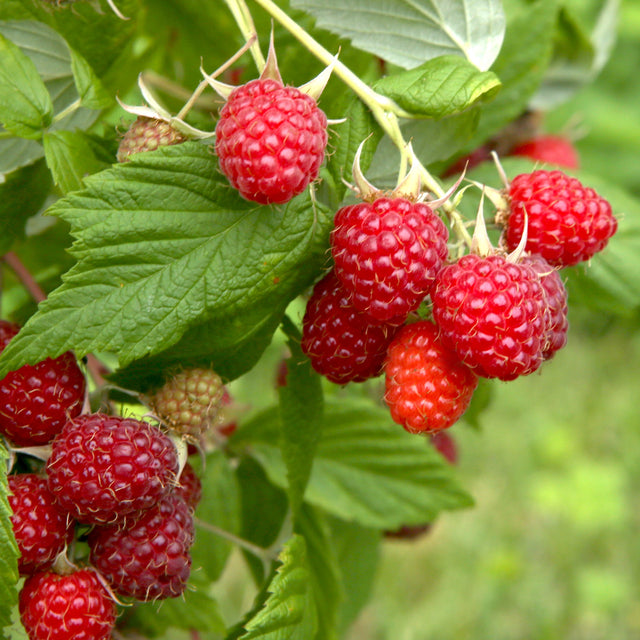 Zomerframboos 'Malling Promise'