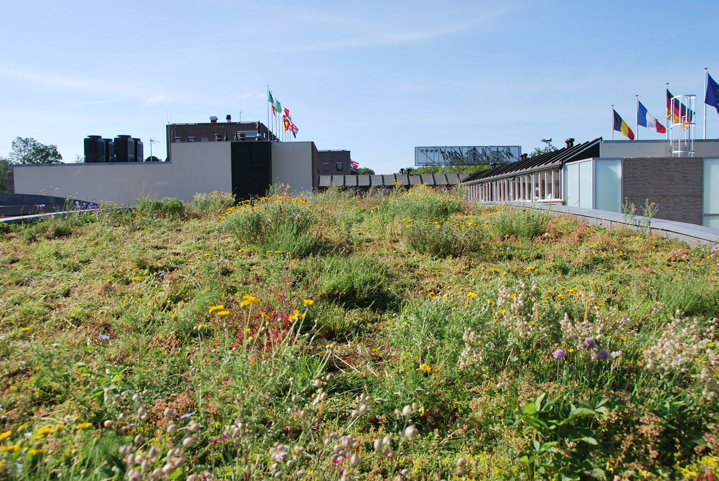 Sedumdak systeem Biodivers lichtgewicht