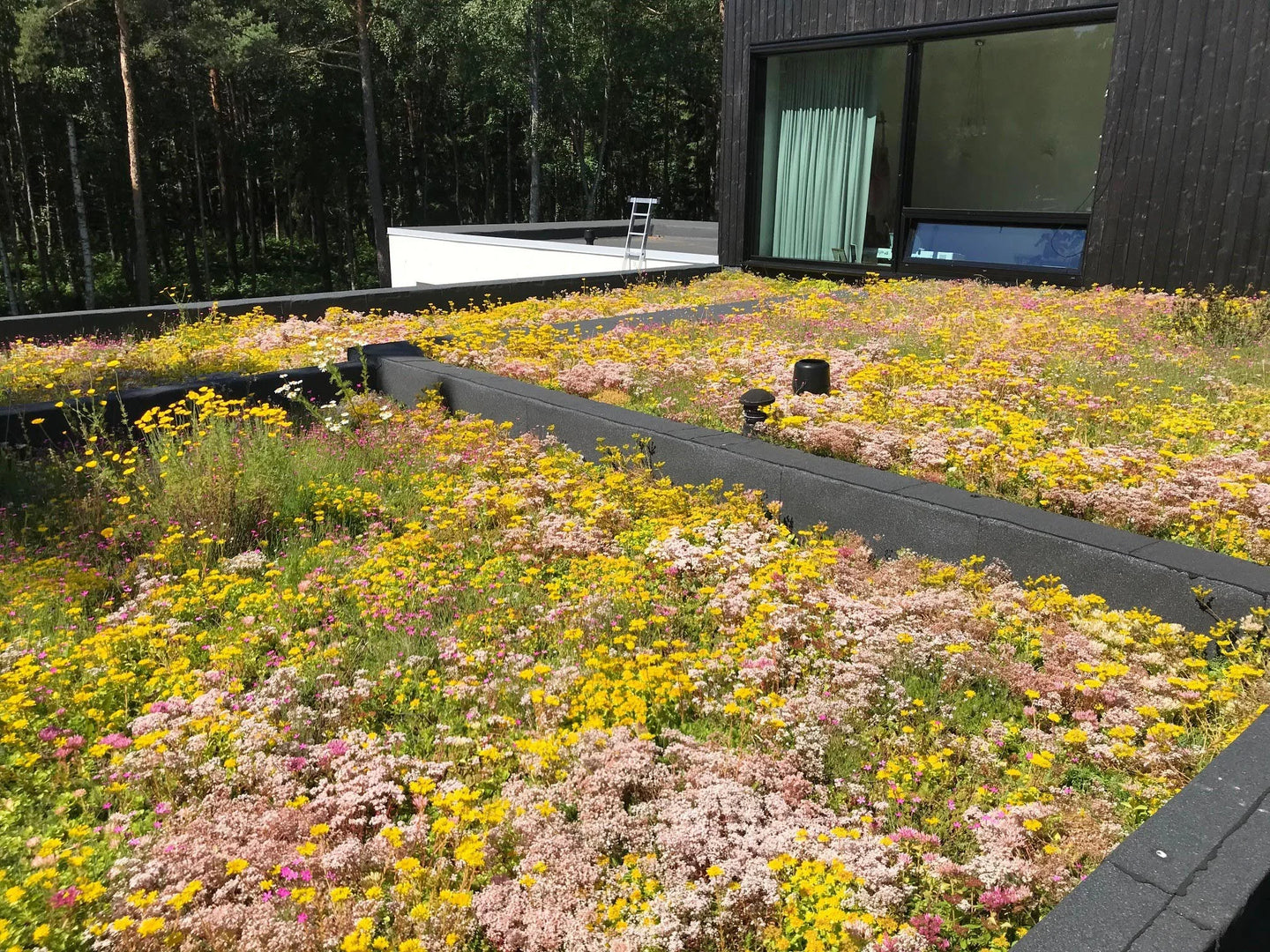 Sedumdak systeem Biodivers lichtgewicht