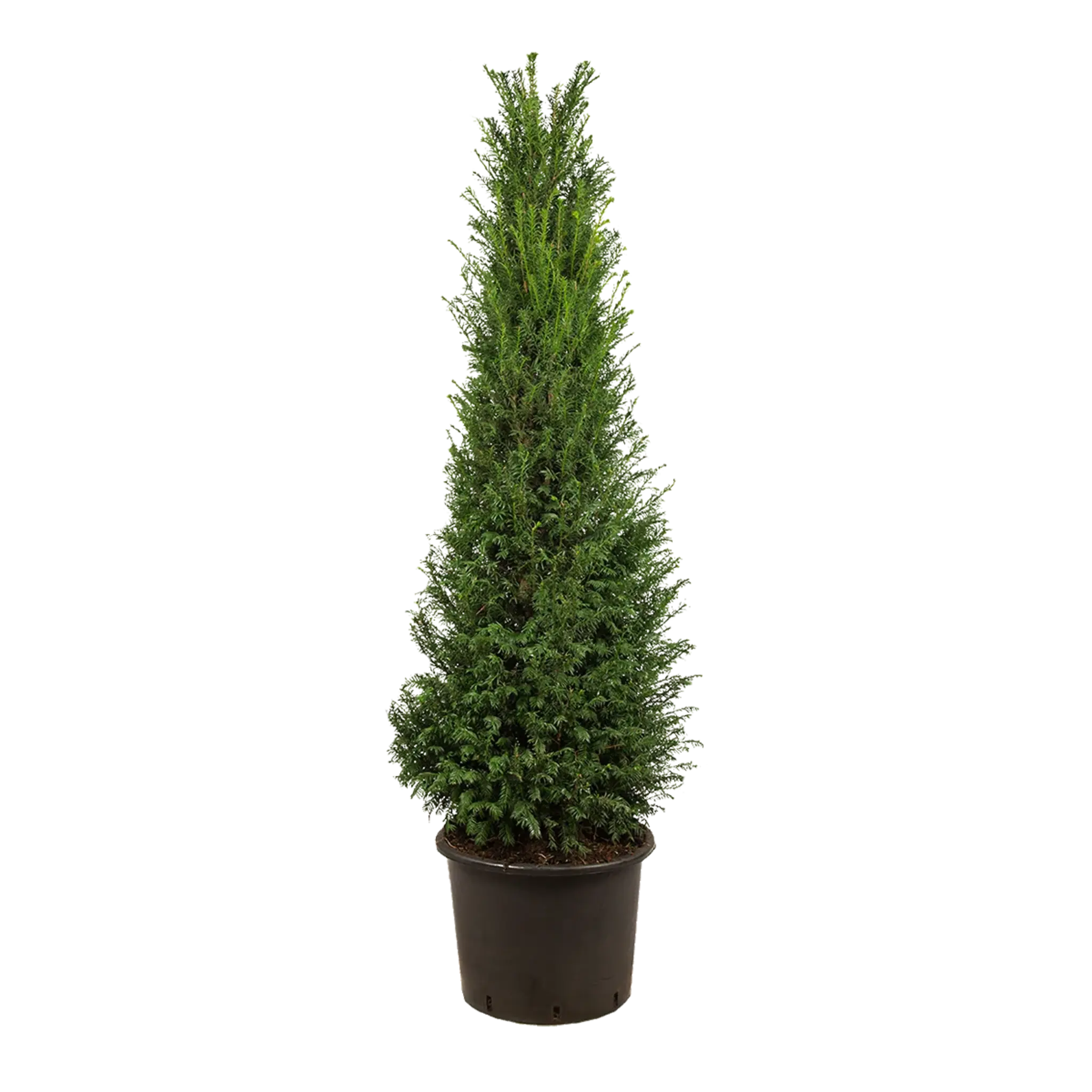 Taxus baccata