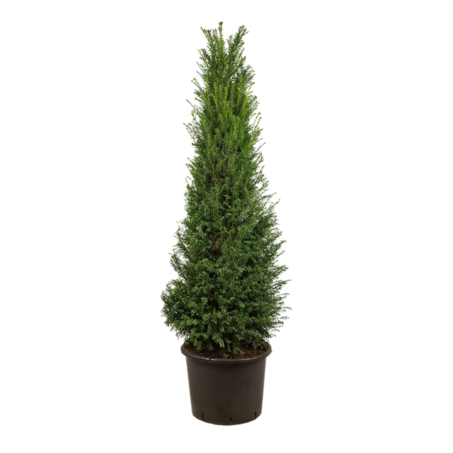 Taxus baccata