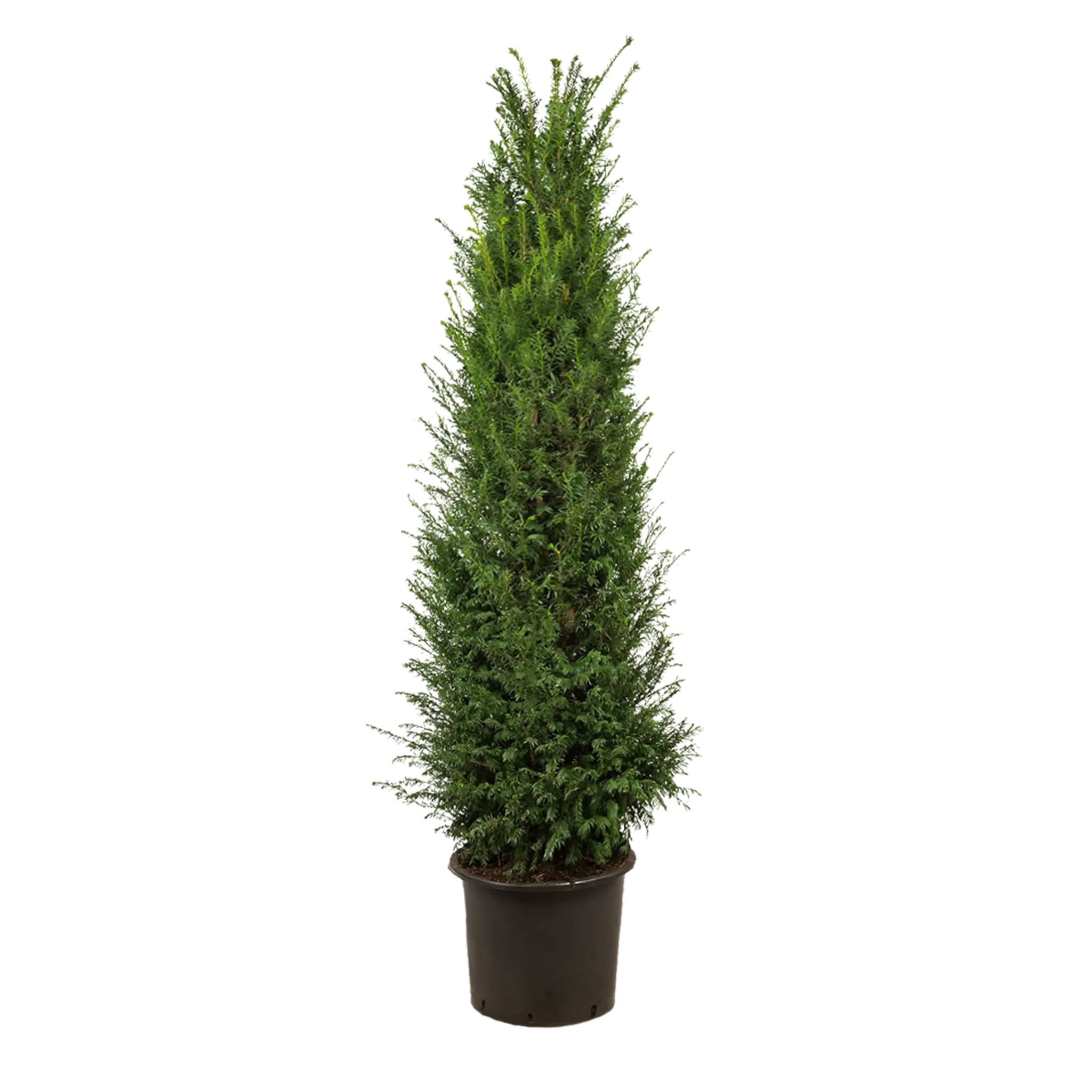 Taxus baccata