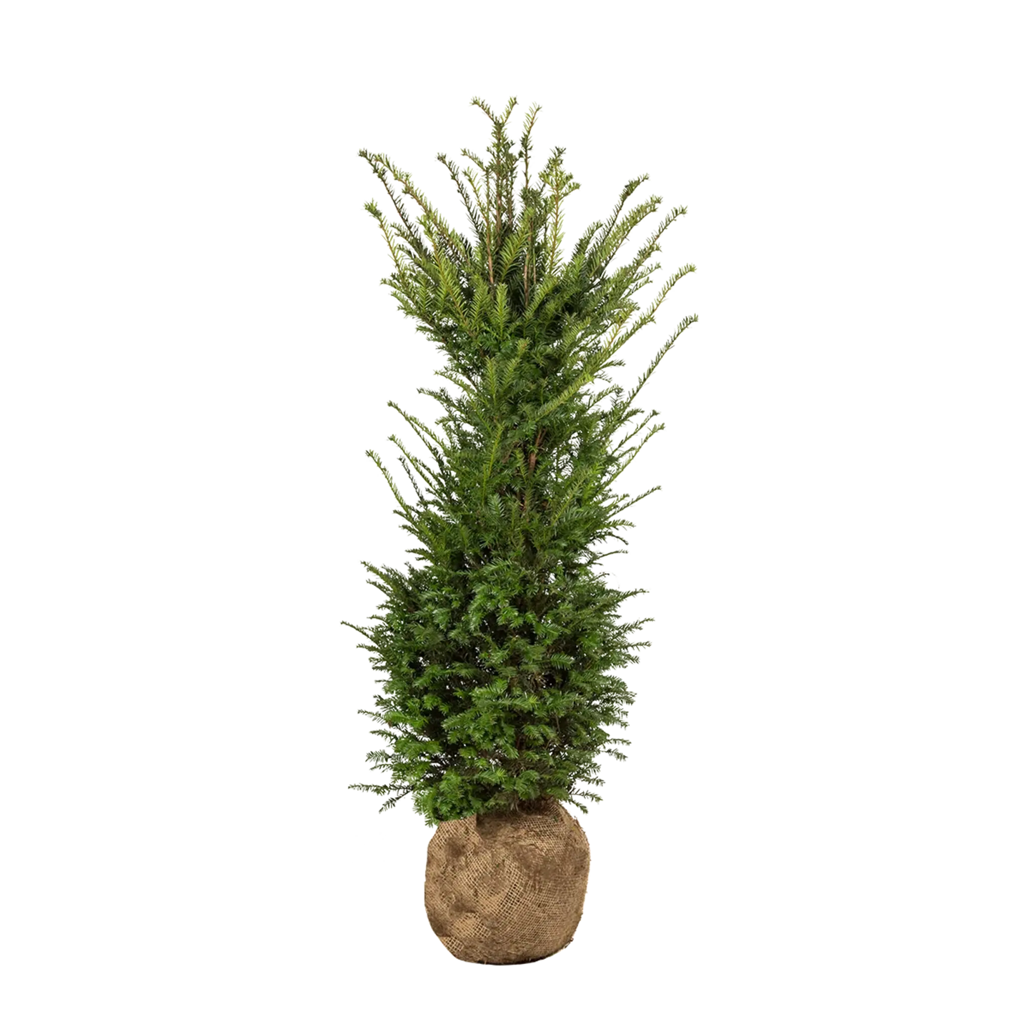 Taxus baccata