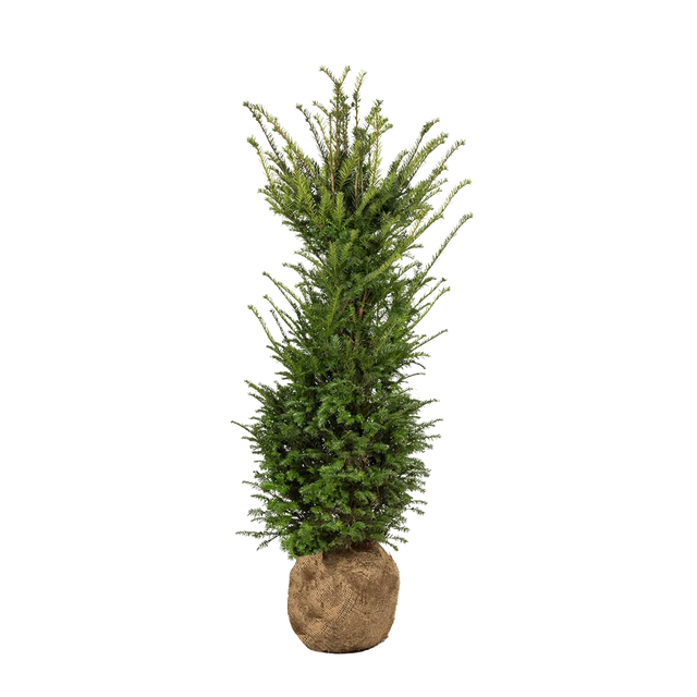 Taxus baccata