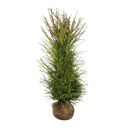 Taxus baccata