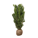 Taxus Hicksii