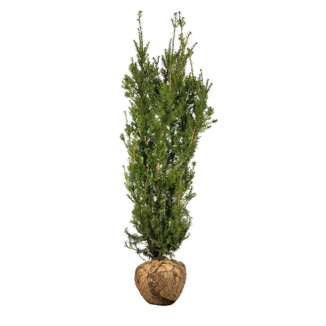 Taxus Hicksii