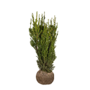 Taxus Hicksii