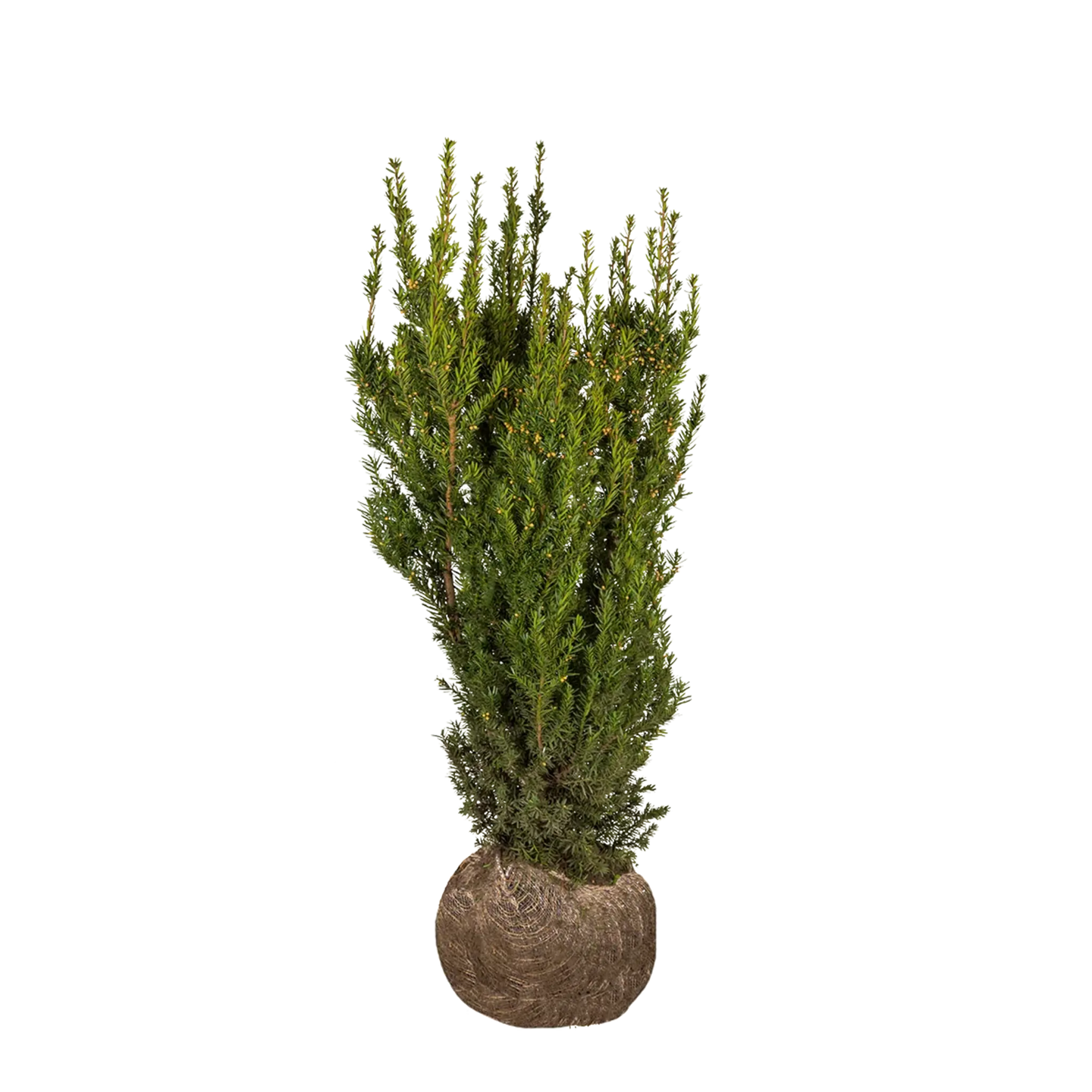 Taxus Hicksii