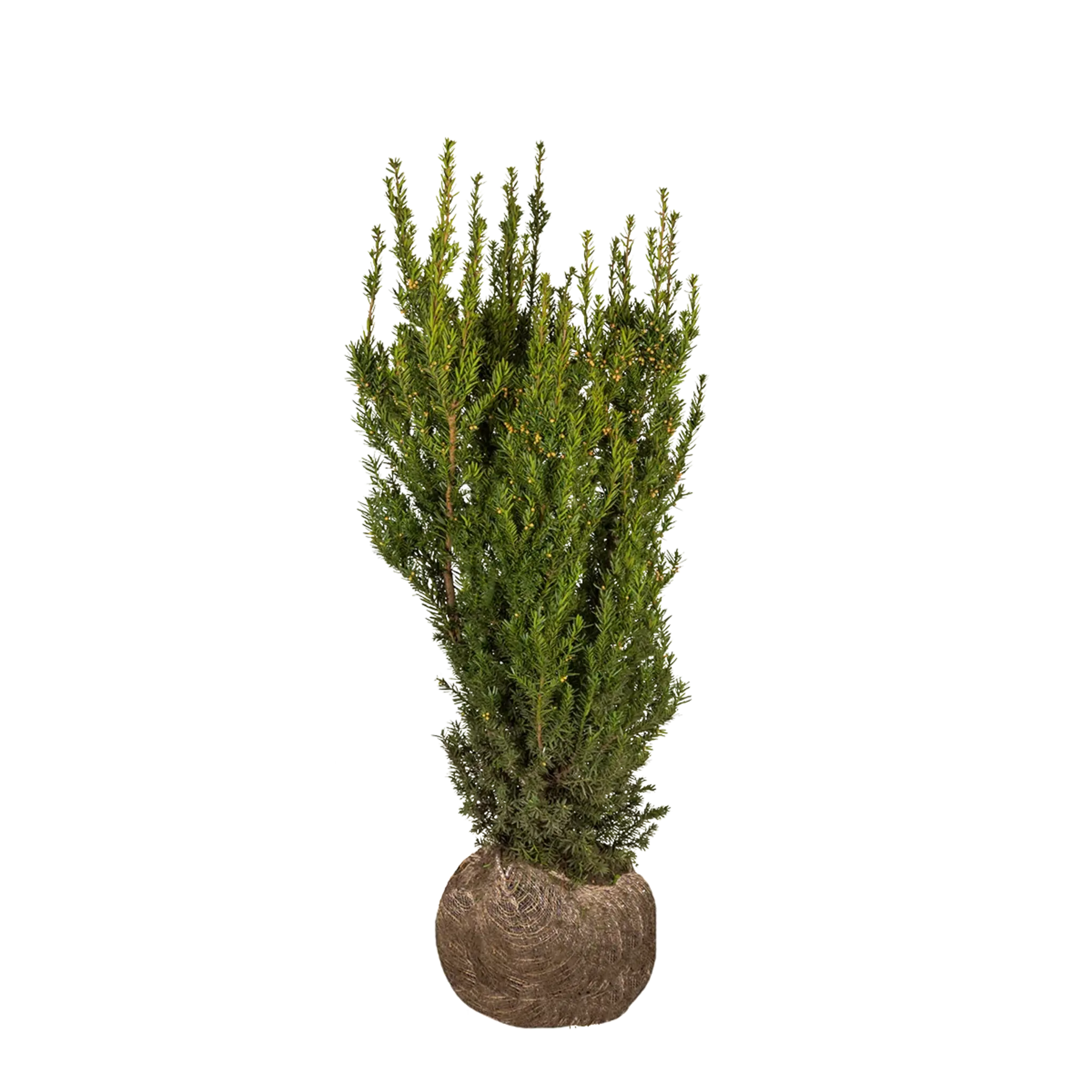 Taxus Hicksii