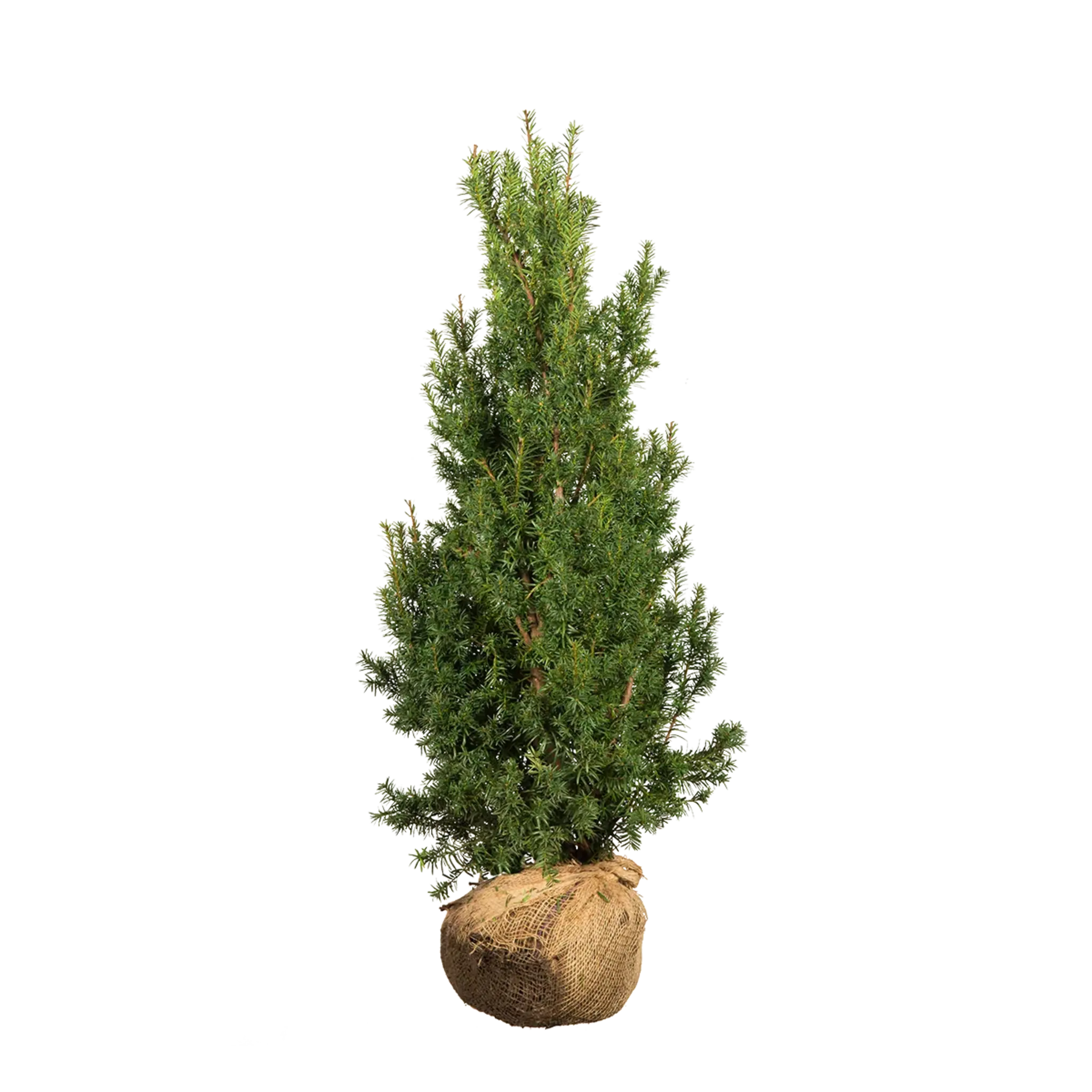 Taxus Hicksii