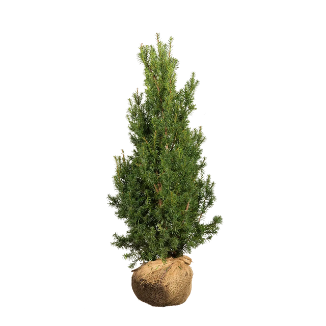 Taxus Hicksii