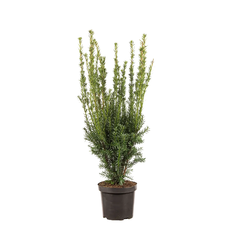 Taxus Hillii