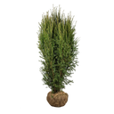 Taxus Hillii