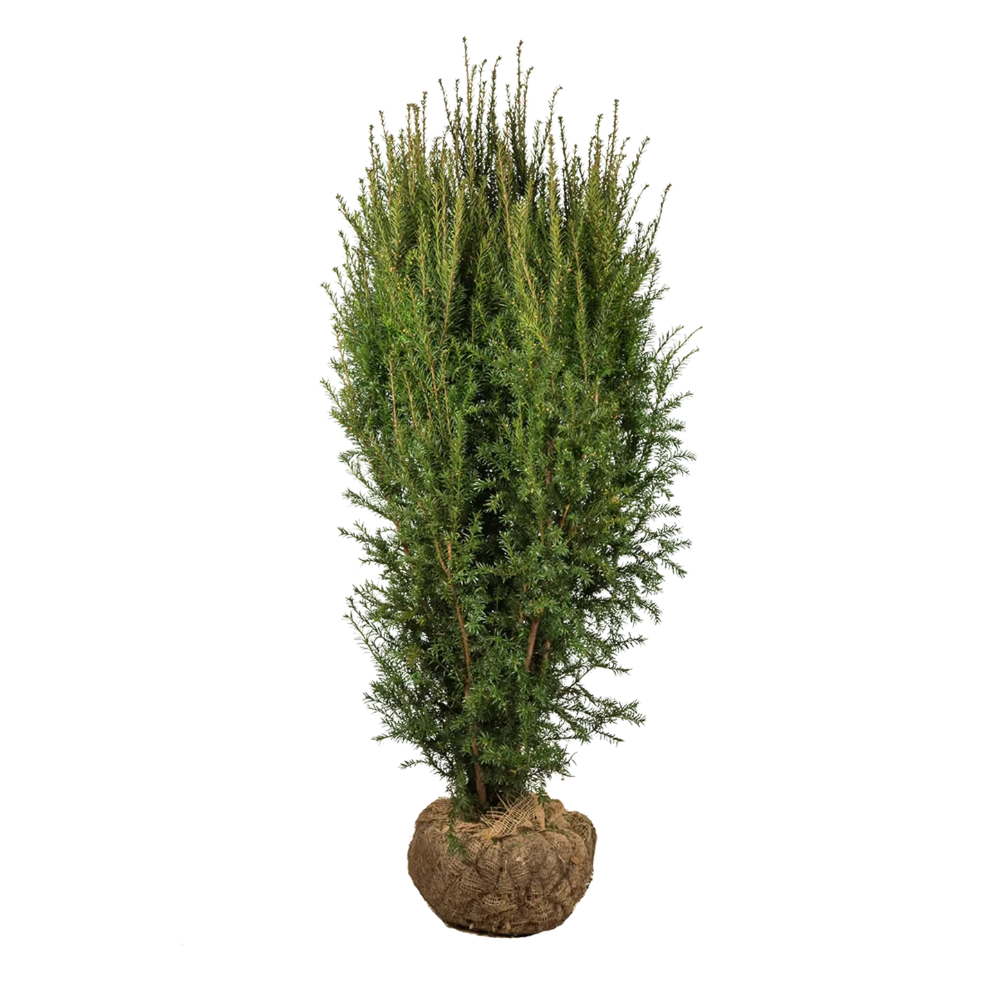 Taxus Hillii