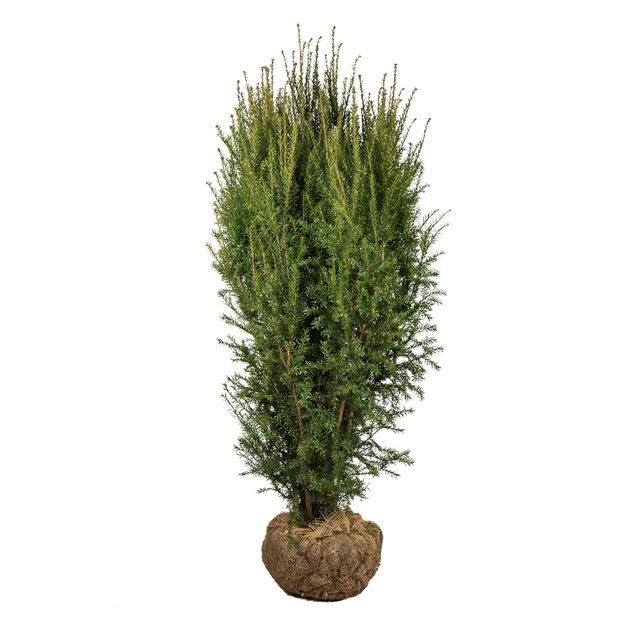 Taxus Hillii