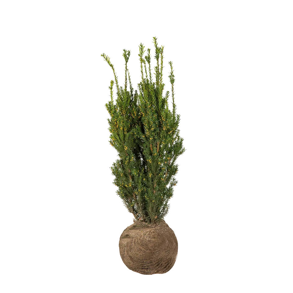 Taxus Hillii