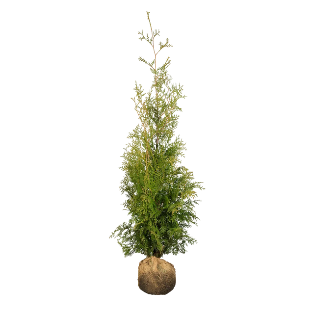 Thuja Brabant